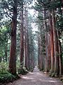 Path in the Togakushi Shrine lined with C. pisifera