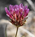 Trifolium ciliolatum