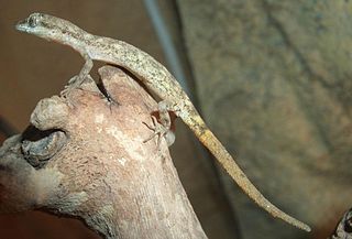 <i>Tropiocolotes</i> Genus of lizards