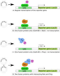 Two-hybrid screening