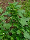 Urtica urens 002.JPG