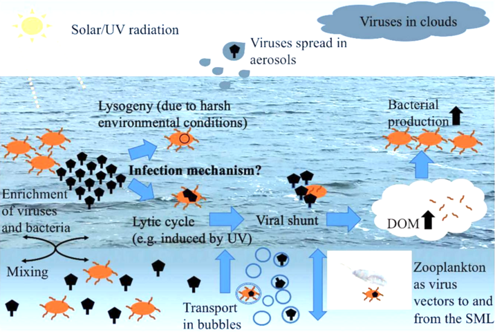 Viral–bacterial dynamics in the surface microlayer (SML) of the ocean and beyond. DOM = dissolved organic matter, UV = ultraviolet.[20]