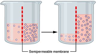 <span class="mw-page-title-main">Osmosis</span> Chemical process