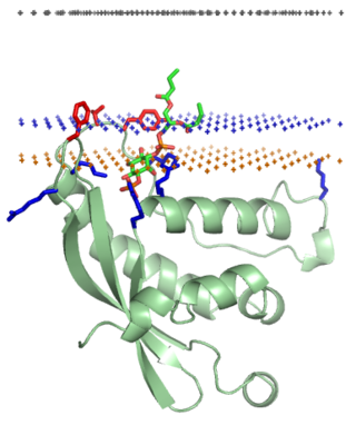 <span class="mw-page-title-main">PX domain</span>