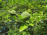 20130817Citrus trifoliata3.jpg