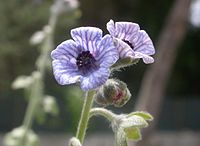 Cynoglossum creticum