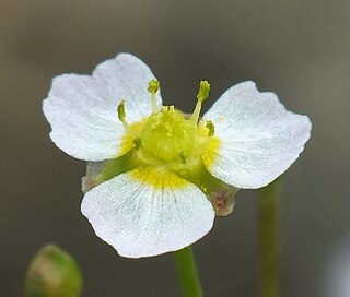 <i>Alisma gramineum</i> Species of plant