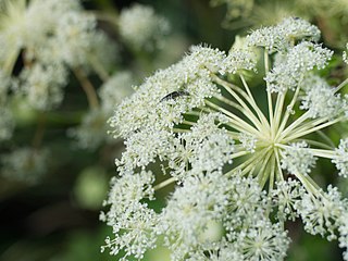 <i>Angelica dahurica</i> Species of flowering plant