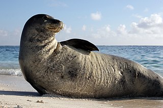 <span class="mw-page-title-main">Monk seal</span> Tribe of earless seals