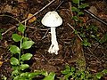 Amanita virosa.