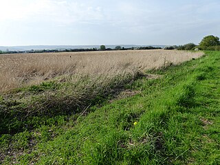 <span class="mw-page-title-main">Burham Marsh</span>