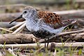 Beggazzina tat-Tiżż Calidris Alpina