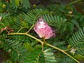 Calliandra surinamensis