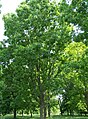 osmwiki:File:Carya illinoinensis.jpg