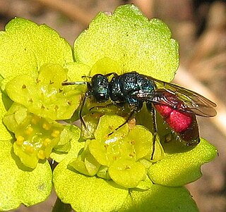 <i>Chrysis</i> (wasp) Genus of wasps