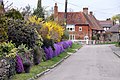 Church Lane in spring, with Aubrieta and Forsythia in bloom