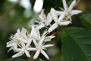 <span class="mw-page-title-main">Coffeeae</span> Tribe of flowering plants