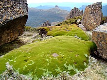 A cushion plant growing on Mount Ossa, Tasmania. Cushion-plant-atop-Mount-Ossa.jpg