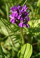 Reyður børkubóndi (Dactylorchiza purpurella)