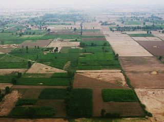 <span class="mw-page-title-main">Rice production in Pakistan</span>