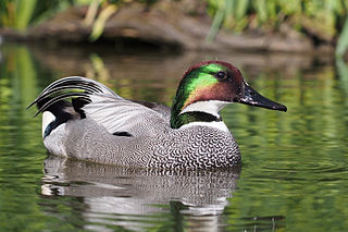 <span class="mw-page-title-main">Falcated duck</span> Species of bird