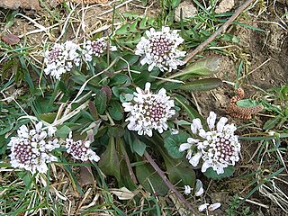 <i>Noccaea caerulescens</i> Species of plant