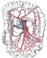 L'arteria mesenterica superiore e i suoi rami