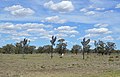 English: Giant Galah display at Gulargambone, New South Wales