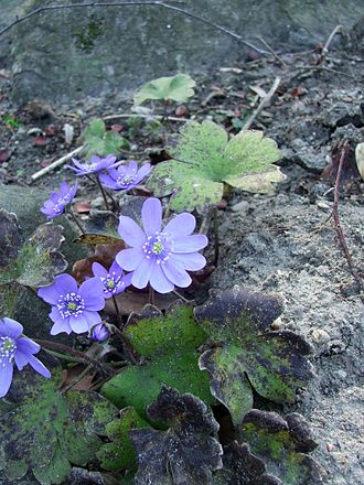 Hepatica transsilvanica Hepatica transsylvanica.jpg