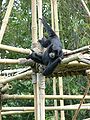 Siamang (Hylobates syndactylus)