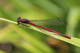 Large red damselfly (Pyrrhosoma nymphula) male Dry Sandford