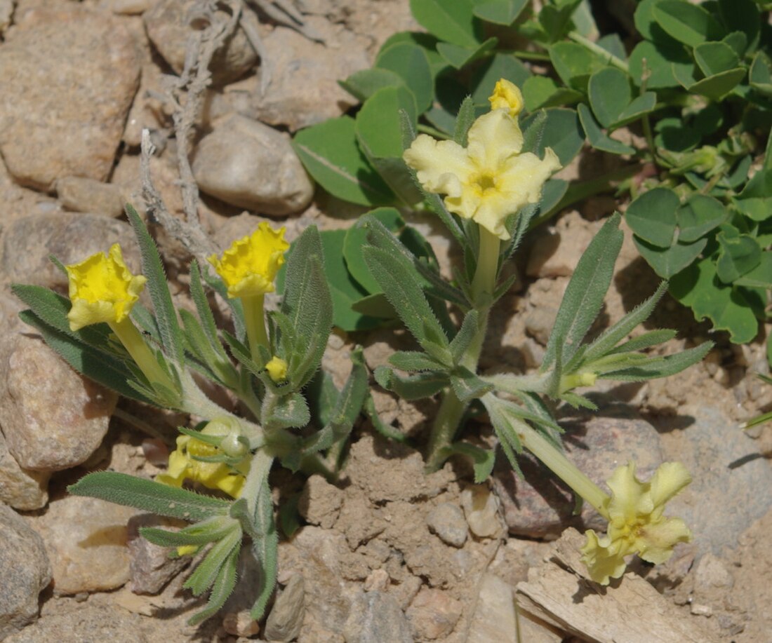 Lithospermum incisum