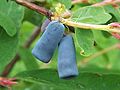 Lonicera caerulea - Frutt