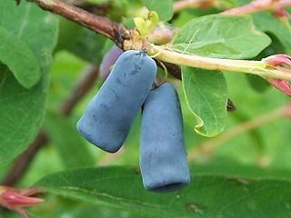 <i>Lonicera caerulea</i> Honeysuckle plant