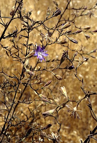 <i>Malesherbia</i> Genus of flowering plants