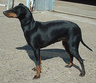 <span class="mw-page-title-main">Manchester Terrier</span> Dog breed