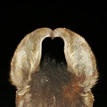 Detail of Marwari ears Marwari Ears.jpg