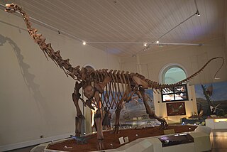 <i>Maxakalisaurus</i> Extinct genus of dinosaurs