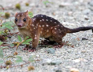 <span class="mw-page-title-main">New Guinean quoll</span> Species of marsupial