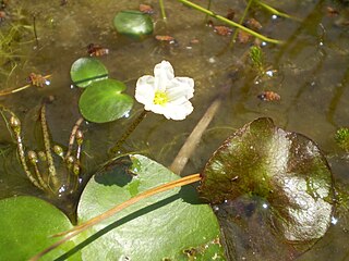 <i>Nymphoides aquatica</i> Species of aquatic plant