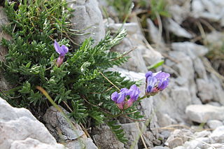 <i>Oxytropis prenja</i> Species of flowering plant