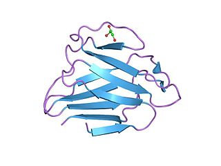 <span class="mw-page-title-main">Intermediate filament</span> Cytoskeletal structure