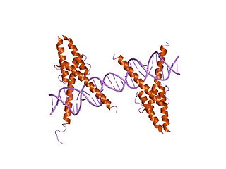 Myogenic determination factor 5