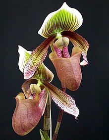 Paphiopedilum superbiens Paphiopedilum superbiens.jpg