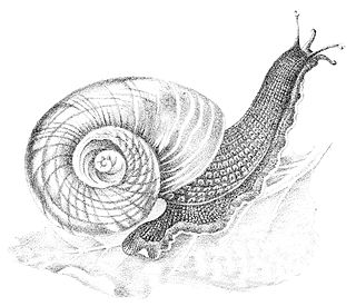 <i>Paryphanta busbyi</i> Species of gastropod