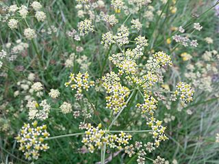 <i>Dichoropetalum</i> genus of plants