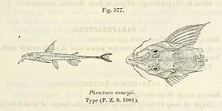 <i>Phractura ansorgii</i> Species of fish