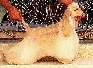 <span class="mw-page-title-main">American Cocker Spaniel</span> Dog breed