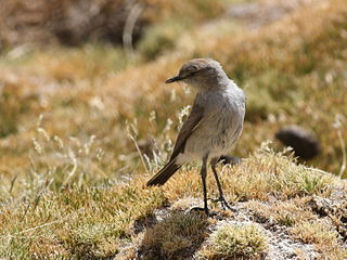 Puna ground tyrant Species of bird