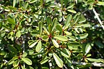 Rhamnus lycioides